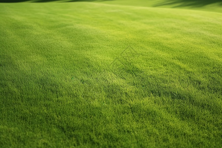 高尔夫球场绿草背景图片