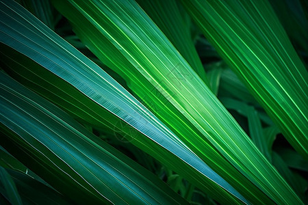 棕榈森林叶子图片