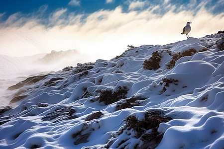 雪地里栖息的鸟图片