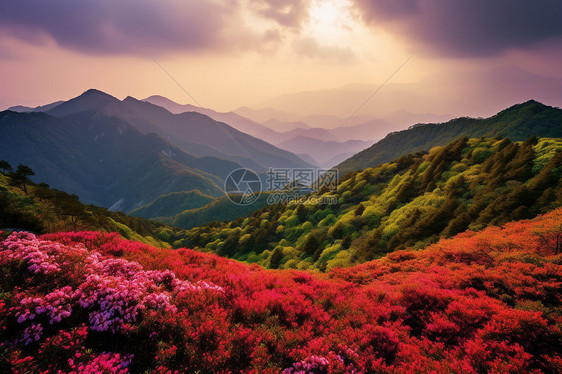 眼光下大山深处的杜鹃花图片