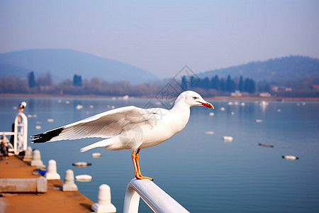 湖畔红嘴鸥伫立背景图片