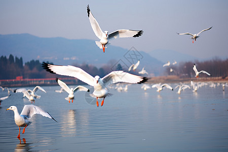 展翅翱翔的海鸥背景