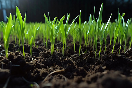 在土壤中生长的小麦幼苗图片