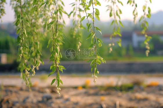 春天开着花蕾植物图片