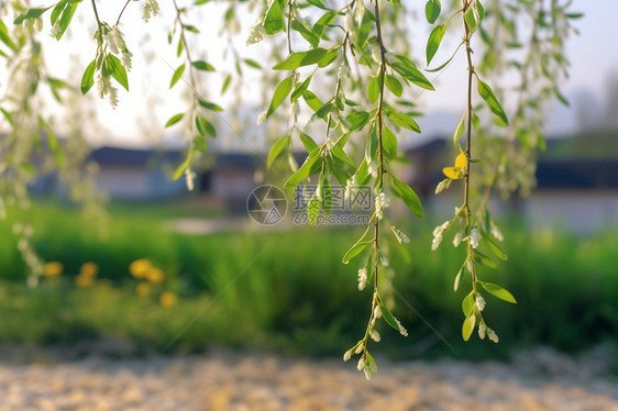 春天开着花蕾的树枝图片