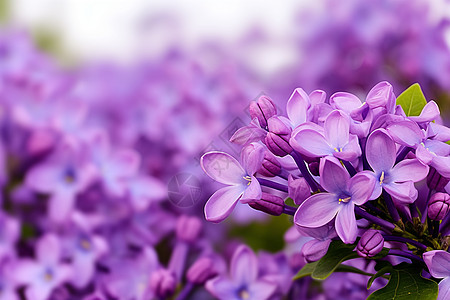 美丽的丁香花园图片