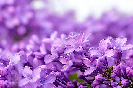 美丽的丁香花背景图片