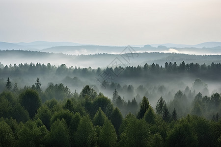 森林远景图片