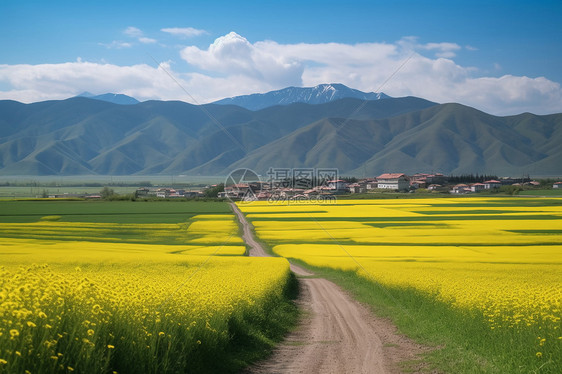 美丽的油菜花风景图片