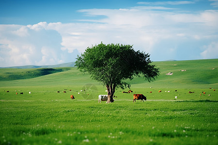 草原牧场草地上牛羊高清图片