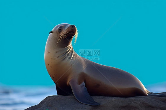 可爱的海狮图片