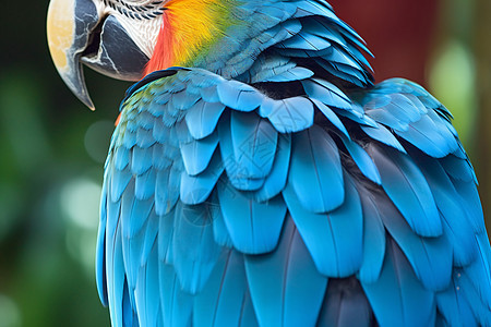 热带雨林的鹦鹉图片