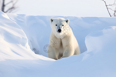 憨憨的北极熊图片