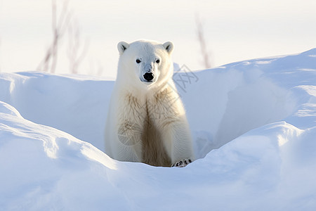 雪地中的北极熊图片