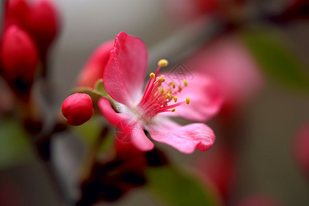 春天盛开的红色鲜花图片