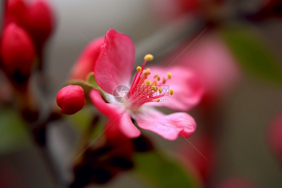 春天盛开的红色鲜花图片