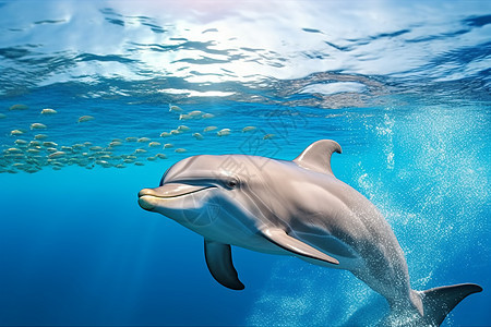海中的哺乳动物背景图片