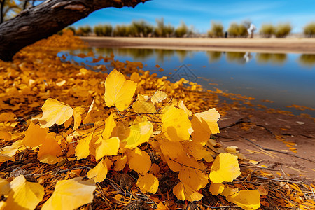 秋天掉落的树叶背景图片