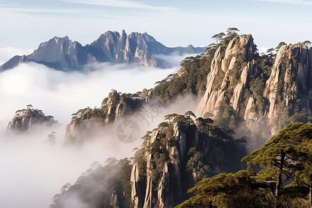 美丽的山谷和树木图片