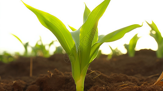新生长的玉米叶子背景图片
