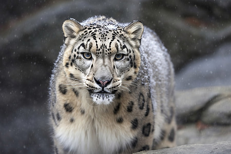 动物园的雪豹图片