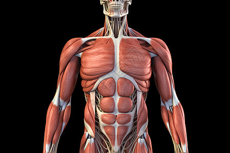 人体肌肉系统图片