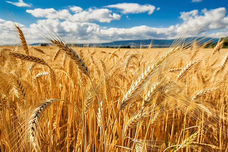 金色的小麦田野背景图片