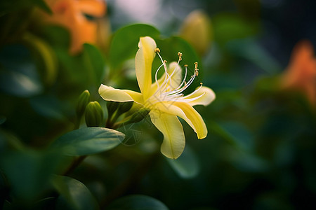 植物特写图片