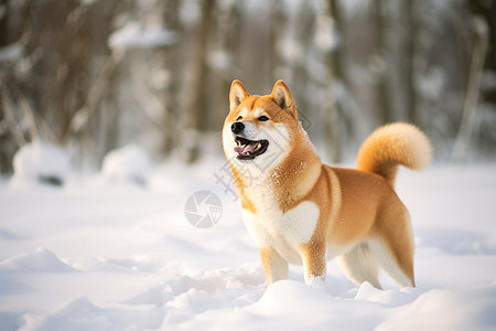 雪地里的秋田犬图片