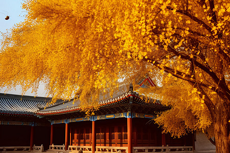 中国古建筑和银杏树图片