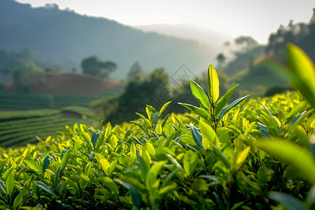 蓝天下的茶树园图片