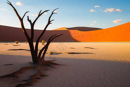 沙漠里枯死的树木图片