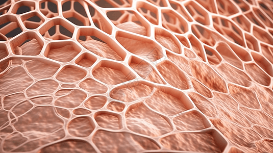 人体的皮肤细胞结构背景图片