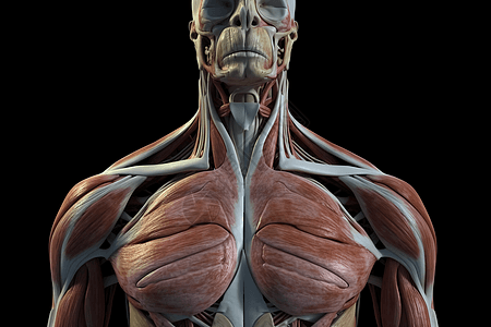 胸部特写人体肌肉特写设计图片