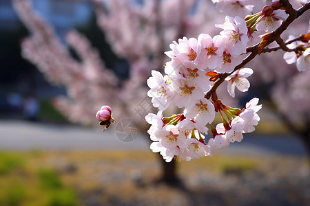 春天美丽的樱花图片