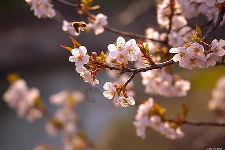 春天唯美的樱花图片