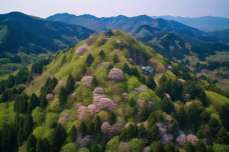 春季野樱背景图片