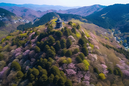 樱花遍野背景图片