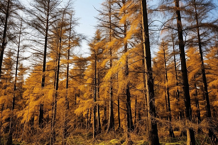 深秋枯黄的森林图片