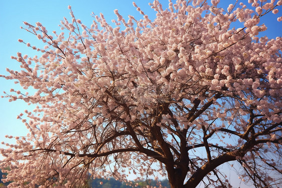 鲜艳的花朵图片