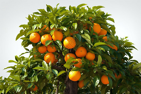秋季的橙子树图片