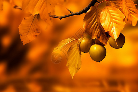 秋天成熟的果子背景图片