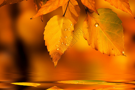 秋天枯黄的叶子图片