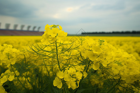 黄色的油菜花图片