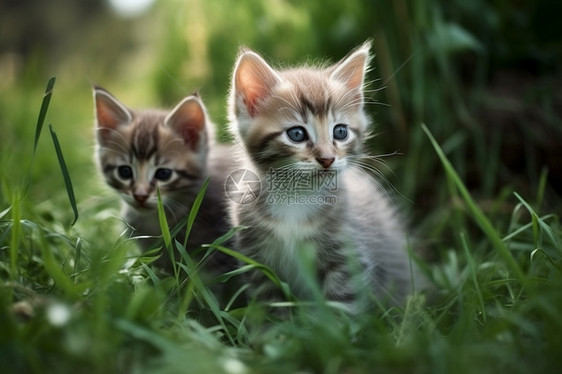小猫在绿草上玩耍图片