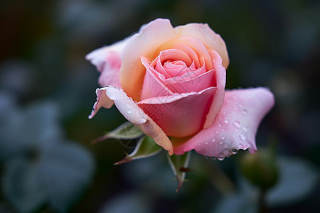 淡雅粉玫瑰图片