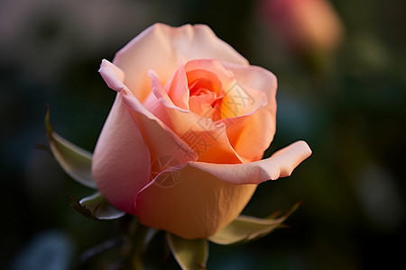 含苞待放的玫瑰花背景图片