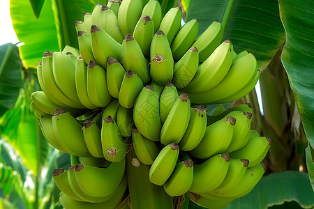 香蕉种植图片