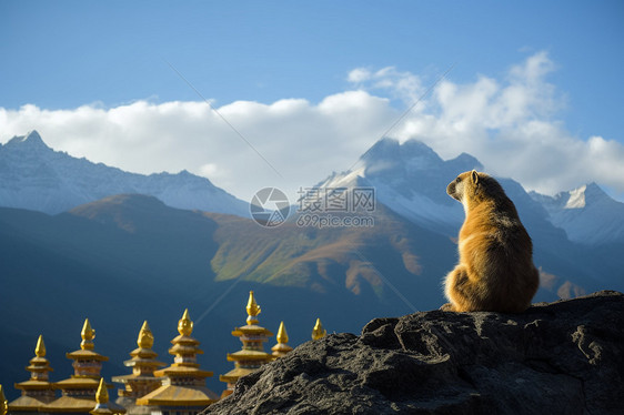 坐在山上的土拨鼠图片