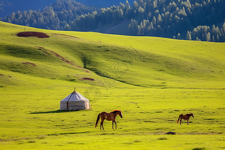 草原上的蒙古包和马背景图片